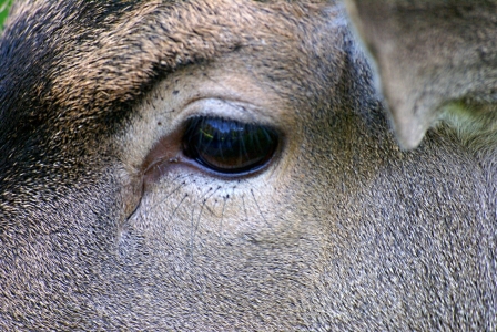 Bild-Nr: 9389196 Augen zum Verlieben Erstellt von: youhaveadream