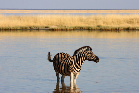 Bild-Nr: 9392562 Zebra im Wasser Erstellt von: Henner