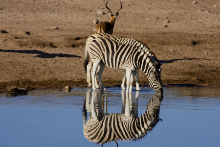 Bild-Nr: 9392566 2 trinkende Zebras Erstellt von: Henner