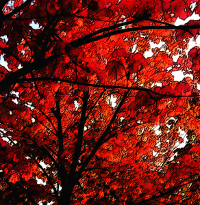 Bild-Nr: 9393982 herbst Erstellt von: svetlana