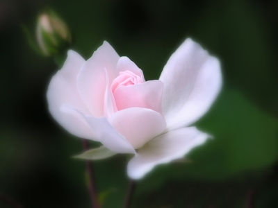 Bild-Nr: 9394702 Weiß-Rosa Traum Erstellt von: Renate Knapp