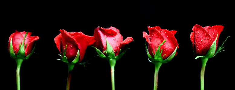 Bild-Nr: 9394946 Rosen Erstellt von: Uwe Jahn