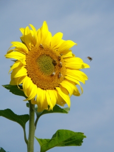 Bild-Nr: 9395280 Gut besuchte Blüte Erstellt von: widipic