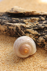 Bild-Nr: 9395286 Strandgut Erstellt von: deborahbrunke