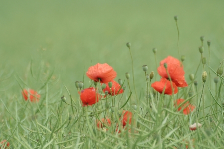 Bild-Nr: 9396362 Rote Mohnblüten im Wind Erstellt von: widipic