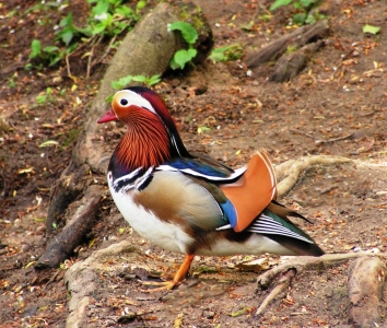 Bild-Nr: 9396992 Mandarinenente Erstellt von: Renate Knapp