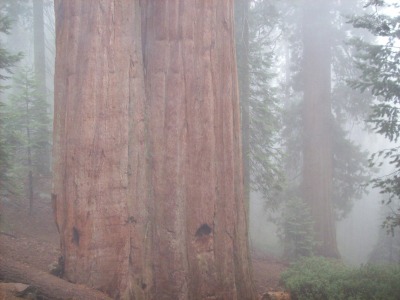 Bild-Nr: 9400972 Foggy Redwood Erstellt von: Marion227