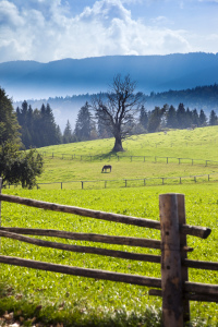 Bild-Nr: 9403088 Pferd Erstellt von: Markus Gann