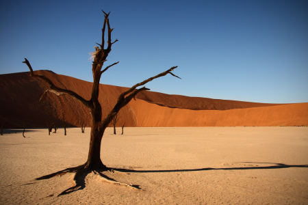 Bild-Nr: 9409314 Lonely Tree Erstellt von: Henner