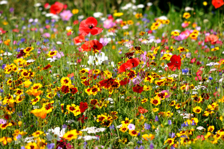 Bild-Nr: 9409962 Blumenwiese Erstellt von: johafoto