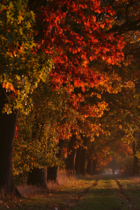 Bild-Nr: 9412004 Herbstleuchten Erstellt von: Jana Behr