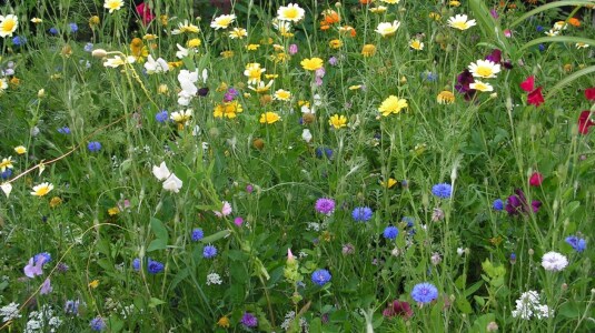 Bild-Nr: 9412678 Wildblumenwiese Erstellt von: Renate Knapp