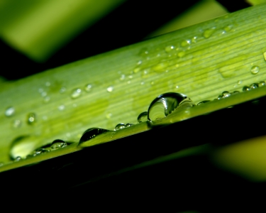 Bild-Nr: 9412704 Lilien-Blatt im Regen Erstellt von: youhaveadream