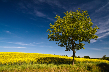 Bild-Nr: 9413070 Baum am Feldrand Erstellt von: Rico Ködder