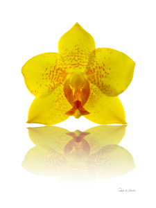 Bild-Nr: 9418098 Flower Orchidee Erstellt von: Patrick-de-Chardin