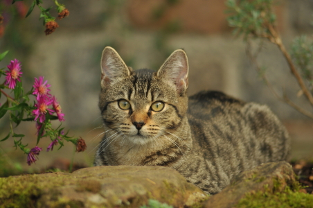 Bild-Nr: 9423192 Herbstkatze Erstellt von: NiKu