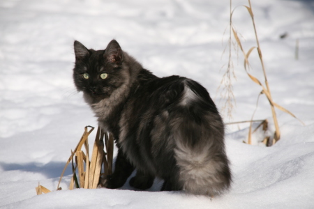 Bild-Nr: 9424006 Schnee-Katze Erstellt von: NiKu