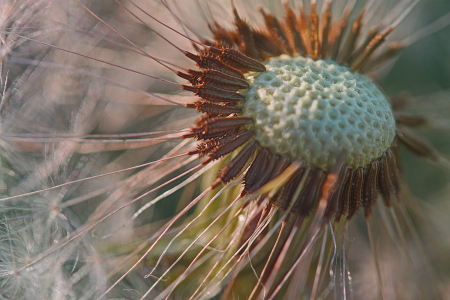 Bild-Nr: 9424326 Pusteblume Erstellt von: Daniela Beyer