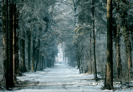 Bild-Nr: 9425218 Wald Winterwald Erstellt von: Gerhard Fechtig