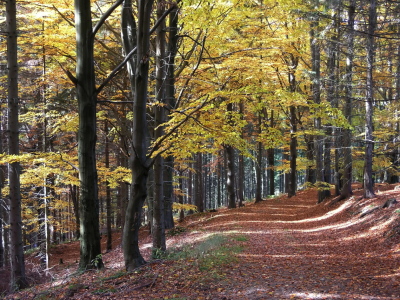 Bild-Nr: 9426476 Herbstweg Erstellt von: birdPIXX