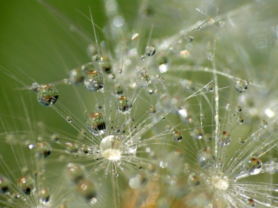 Bild-Nr: 9427844 Pusteblume  Erstellt von: gabii40