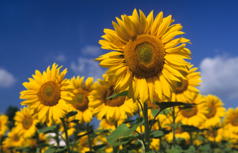 Bild-Nr: 9428738 Sonnenblumen Erstellt von: suteracher