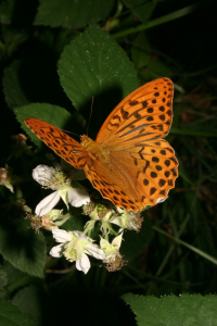 Bild-Nr: 9429514 Kaisermantel - Männchen Erstellt von: tdietrich