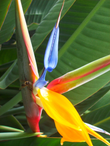 Bild-Nr: 9432980 Strelitzienblüte Erstellt von: Marion227