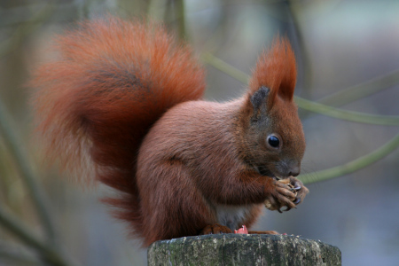 Bild-Nr: 9434736 Nüsse sind lecker Erstellt von: Gikfotoart