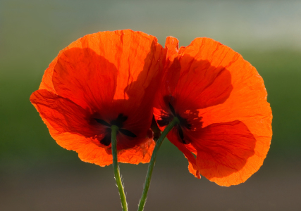 Bild-Nr: 9436428 Zwei mal Mohn Erstellt von: PeterTost