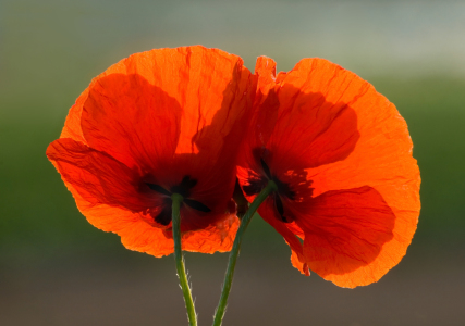 Bild-Nr: 9436428 Zwei mal Mohn Erstellt von: PeterTost