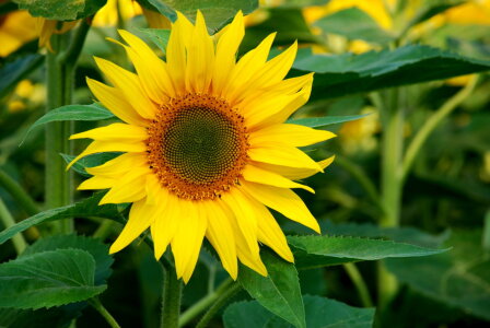 Bild-Nr: 9446662 Sonnenblume Erstellt von: Heide Wilhelm