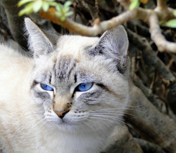 Bild-Nr: 9460860 Blaue Augen Erstellt von: Renate Knapp