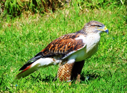 Bild-Nr: 9464232 Aufmerksam Erstellt von: Renate Knapp