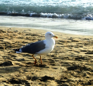 Bild-Nr: 9466334 Strandspaziergang Erstellt von: Renate Knapp
