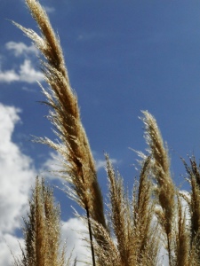 Bild-Nr: 9470574 Das goldene Gras Erstellt von: Renate Knapp