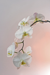 Bild-Nr: 9476456 weiße Orchidee Erstellt von: lightart