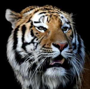 Bild-Nr: 9478334 TigerPortrait Erstellt von: Boersenfuchs