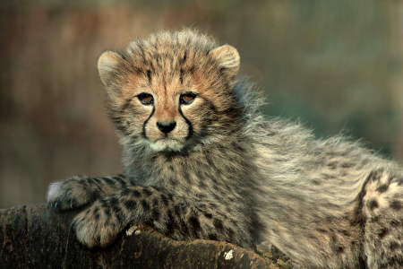 Bild-Nr: 9480984 Junger Gepard Erstellt von: Boersenfuchs