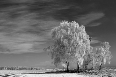 Bild-Nr: 9481350 FROST Erstellt von: KamboDscha