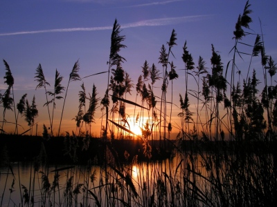 Bild-Nr: 9483386 Seeufer im Abendlicht Erstellt von: Renate Knapp