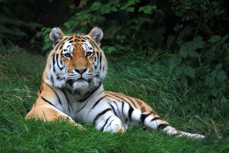 Bild-Nr: 9484202 Sibirischer Tiger Erstellt von: Boersenfuchs