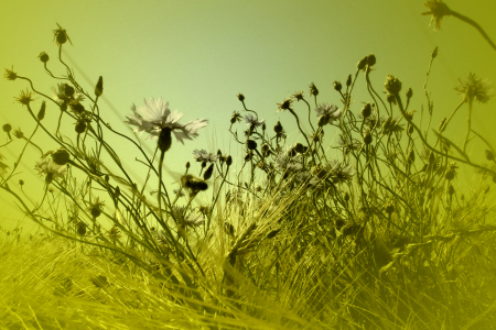 Bild-Nr: 9487866 Kornblumen im Feld II Erstellt von: yammay