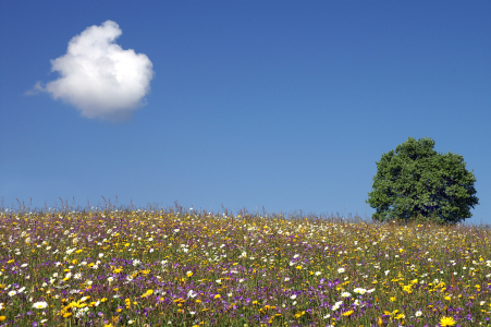 Bild-Nr: 9497218 Blumenwiese Erstellt von: Fotostyler