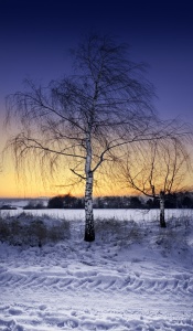 Bild-Nr: 9501316 winterliches Abendrot Erstellt von: WorldOfArt