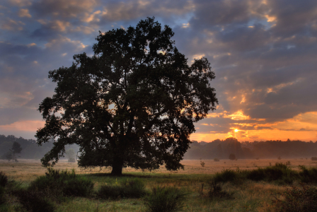 Bild-Nr: 9502350 Baum Erstellt von: PeterTost