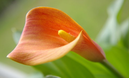 Bild-Nr: 9502878 Calla Orange Erstellt von: Laake-Fotos