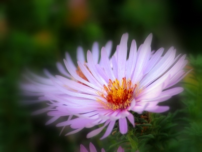 Bild-Nr: 9503924 Aster Erstellt von: Renate Knapp