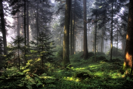 Bild-Nr: 9506356 Mystischer Wald Erstellt von: martinvalk
