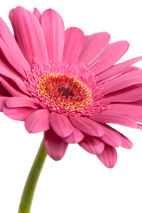 Bild-Nr: 9511734 Pink Daisy Flower Erstellt von: olivermohr